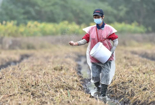 秋播秋种正当时农民播种施肥忙