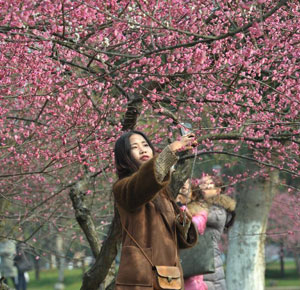 紅梅花開橘子洲