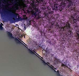 梅花綻放春意濃