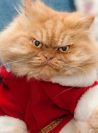土耳其波斯猫摆臭脸走红 表情愤怒超过"暴躁猫"