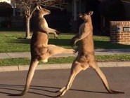 澳大利亚袋鼠当街斗殴 狂踢对方