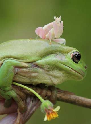 印尼青蛙"戴粉花" 实为螳螂站头顶玩耍