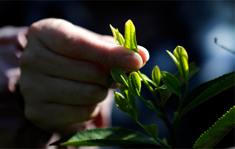 祁门红茶开园采摘