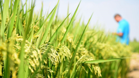 新华全媒+丨节水稳产、降污减碳的节水抗旱稻